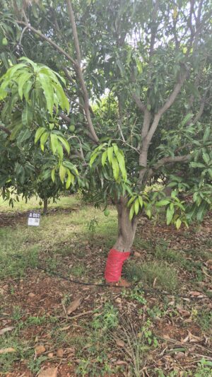 Tree 0051