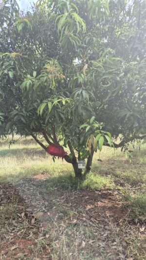 Tree 0053