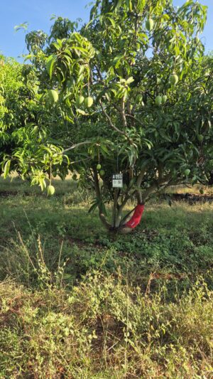 Tree 0055