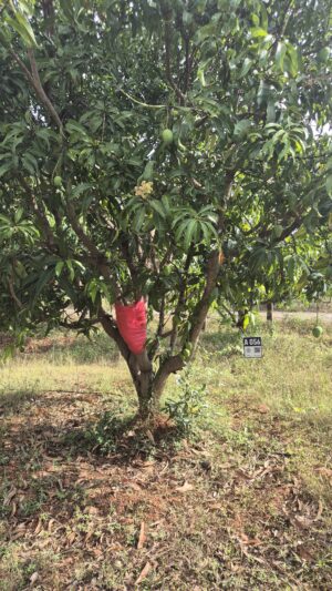 Tree 0056