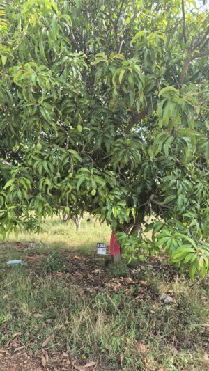 Tree 0058