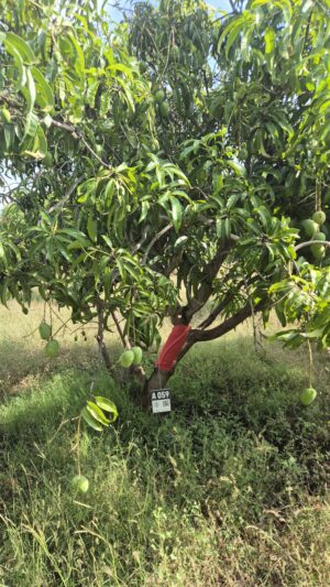 Tree 0059