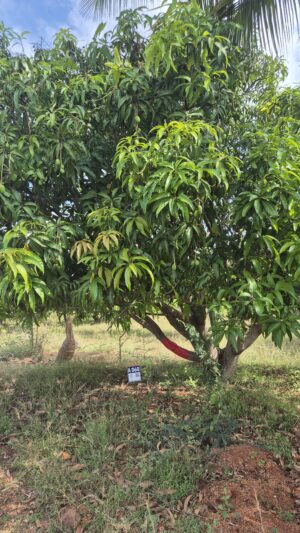 Tree 0060